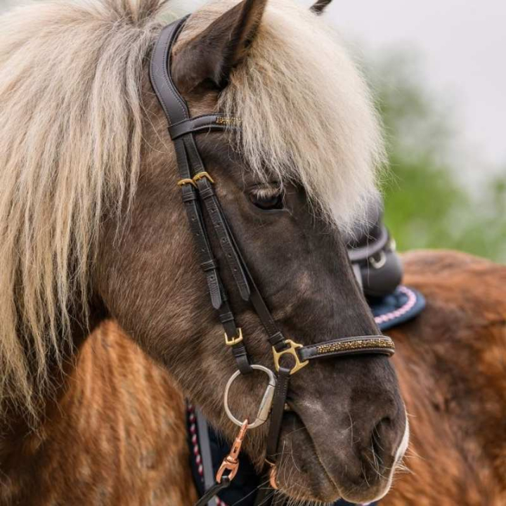 Ogłowie islandzkie Ice Brąz/Złote w grupie Sprzęt dla konia / Ogłowia i naczółki przy Equinest (2279330BAGO)