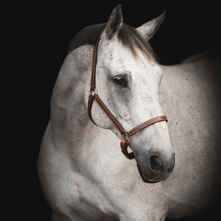 Kantar skórzany Track Supreme Brązowy w grupie Sprzęt dla konia / Kantary / Kantary skórzane przy Equinest (244151BR_r)