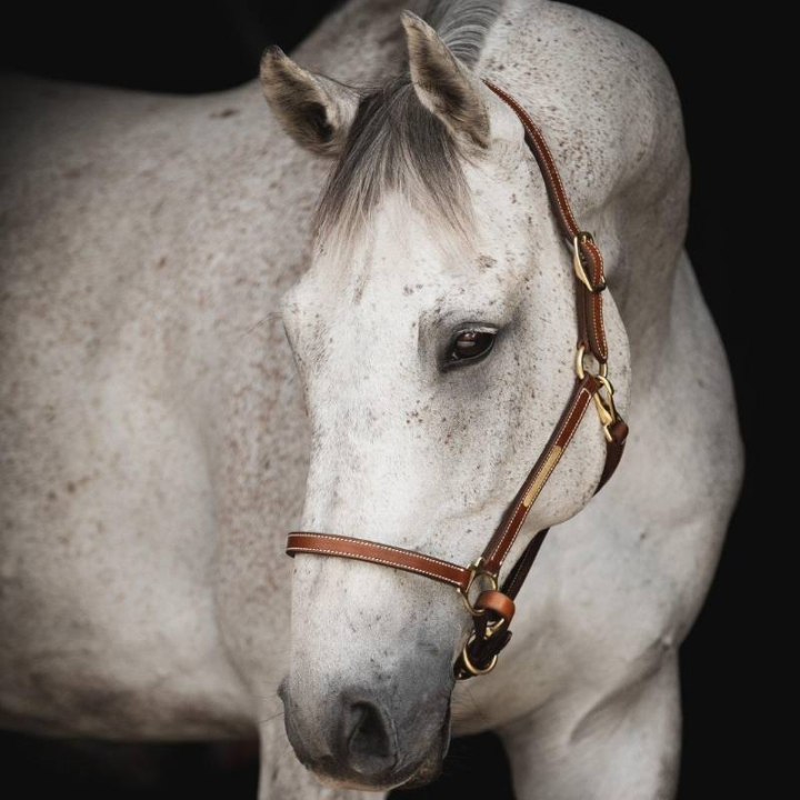 Kantar skórzany Track Supreme Brązowy w grupie Sprzęt dla konia / Kantary / Kantary skórzane przy Equinest (244151BR_r)