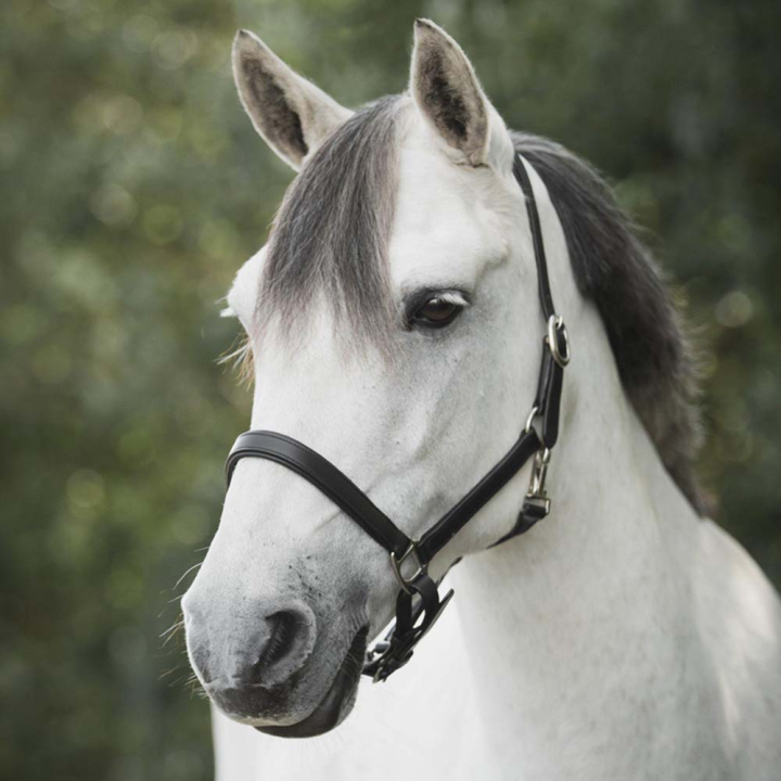 Skórzana kantar Slim Basic Czarny w grupie Akcesoria dla koni / Nagliniki / Skórzane kantary przy Equinest (246512BA_r)