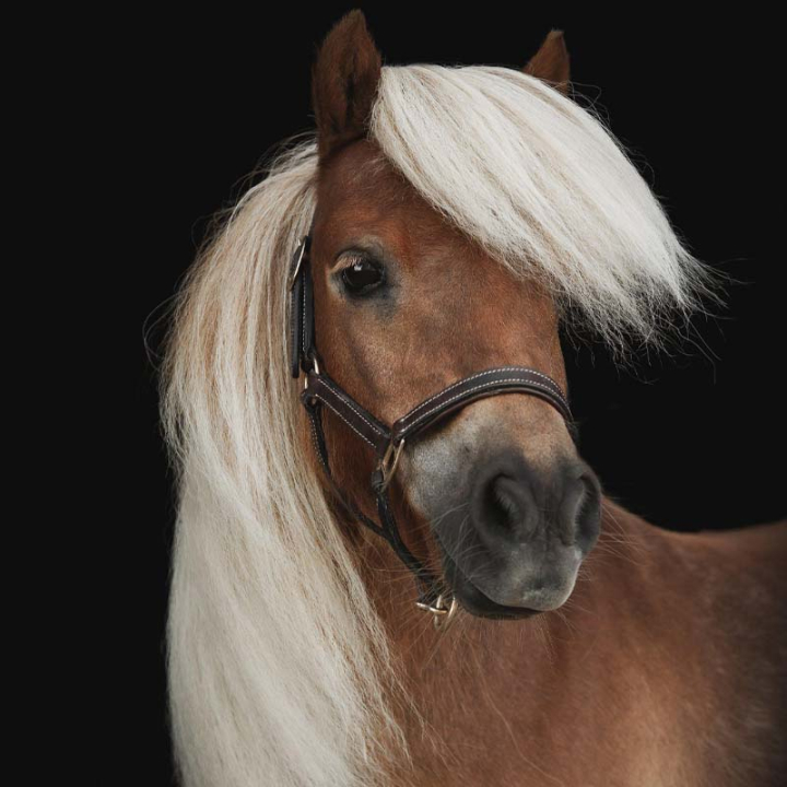 Źrebięcy kantar skórzany Basic Ciemnobrązowy w grupie Akcesoria dla koni / Nagliniki / Kantary dla źrebiąt przy Equinest (249360DBR_r)