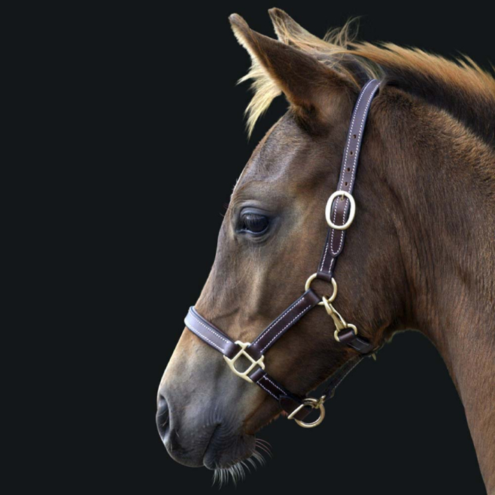 Skórzany kantar dla źrebiąt Basic Ciemnobrązowy w grupie Sprzęt dla konia / Kantary / Kantary dla źrebiąt przy Equinest (249360DBR_r)