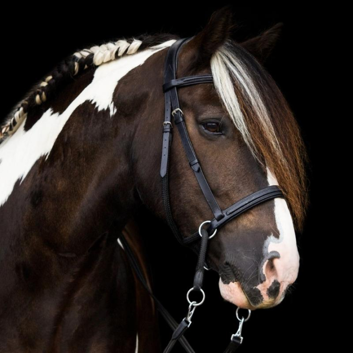 Ogłowie bezwędzidłowe Dietsji Cross-Under Czarne w grupie Sprzęt dla konia / Ogłowia i naczółki / Hackamore i ogłowia bezwędzidłowe przy Equinest (3351221717BA_r)