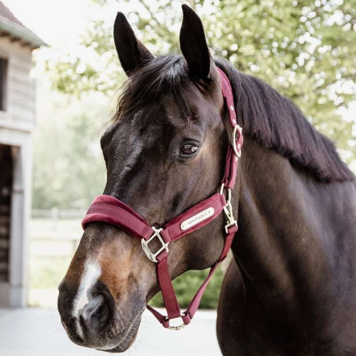 Kantar Velvet Bordowy w grupie Sprzęt dla konia / Kantary / Kantary materiałowe i nylonowe przy Equinest (4255817COBWN_r)