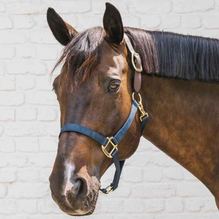 Kantar Breakaway Granatowy w grupie Sprzęt dla konia / Kantary / Kantary materiałowe i nylonowe przy Equinest (4266503COBNA_r)