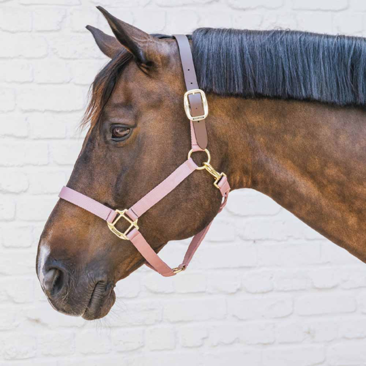 Kantar Breakaway Stary róż w grupie Sprzęt dla konia / Kantary / Kantary materiałowe i nylonowe przy Equinest (4266510COBOPI_r)