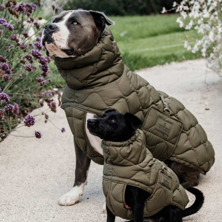 Derka dla psa Winter Pina 160g Zielona w grupie Pies / Derki i sweterki dla psa przy Equinest (5218874LGN_r)