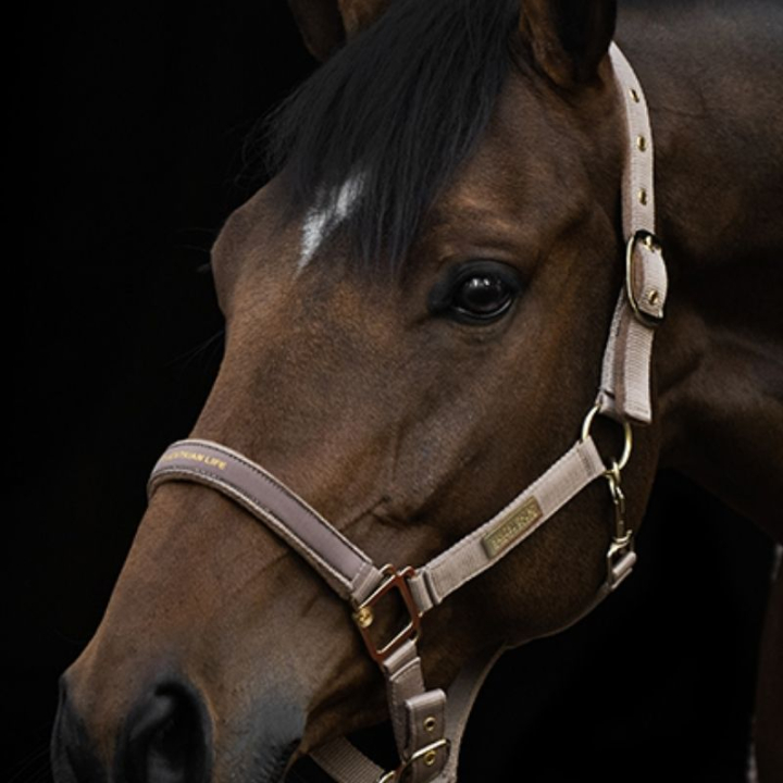 Kantar HS Equestrian Life Beżowy w grupie Sprzęt dla konia / Kantary / Kantary materiałowe i nylonowe przy Equinest (602903BE_r)