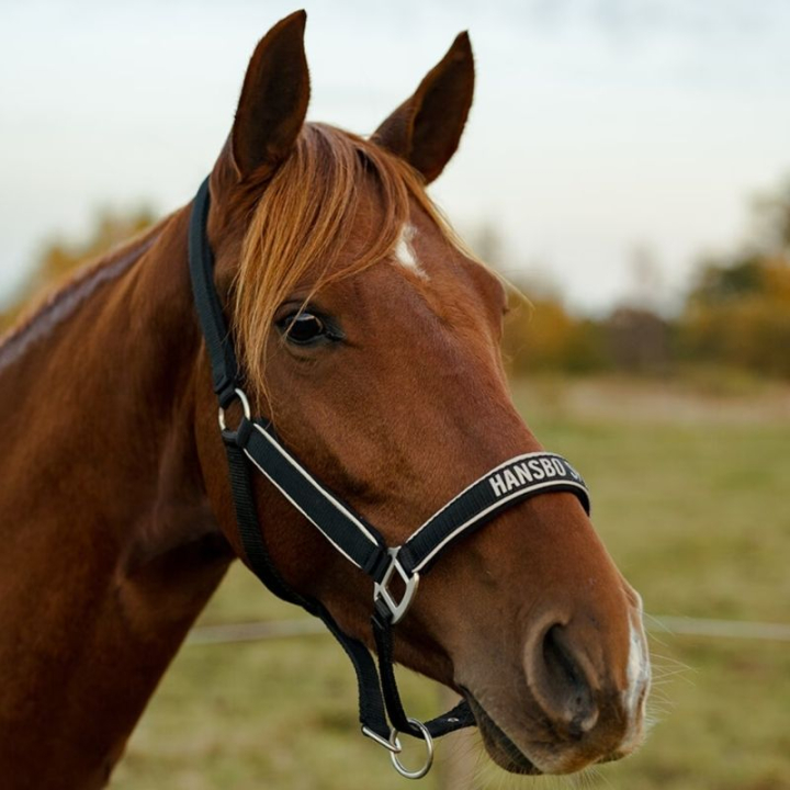 Kantar odblaskowy HS Czarny w grupie Sprzęt dla jeźdźca / Odblaski i refleksy przy Equinest (603935BA_r)