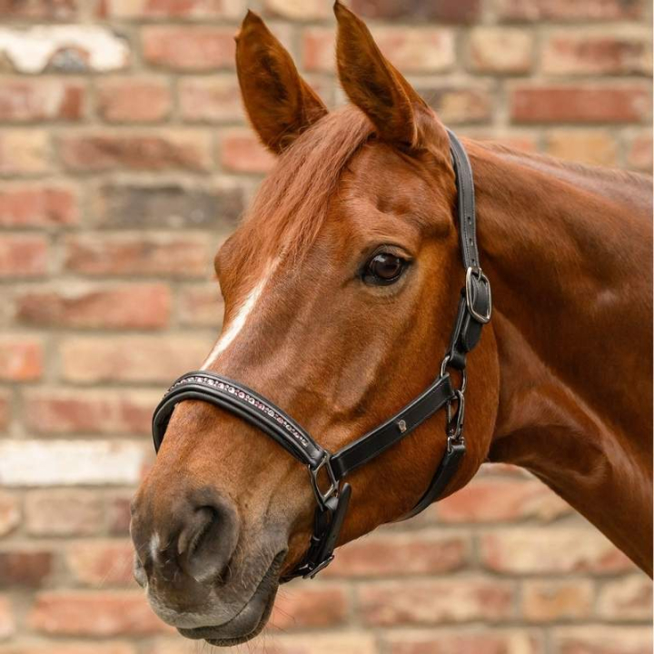 Kantar skórzany Crystal X-Line Czarno/Różowy w grupie Sprzęt dla konia / Kantary / Kantary skórzane przy Equinest (9580994PBAPI_r)