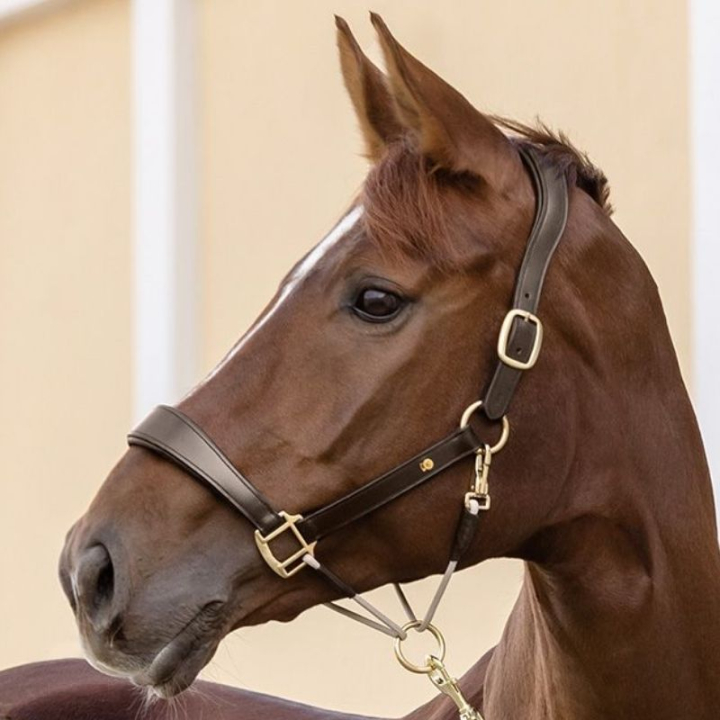 Kantar skórzany Rope Royal S-Line Brązowy w grupie Sprzęt dla konia / Kantary / Kantary skórzane przy Equinest (9809030VBR_r)