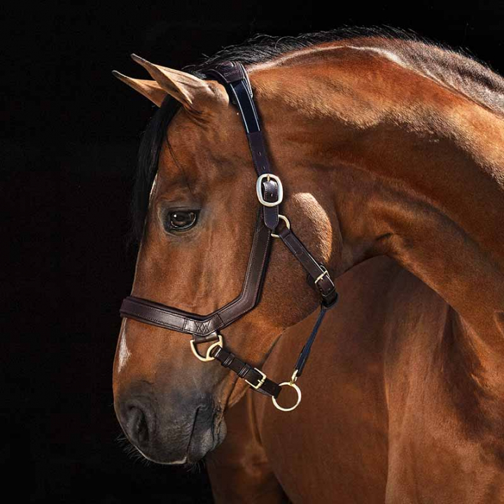 Kantar skórzany Rambo Micklem Brązowy w grupie Sprzęt dla konia / Kantary / Kantary skórzane przy Equinest (DHAL8DBr_r)