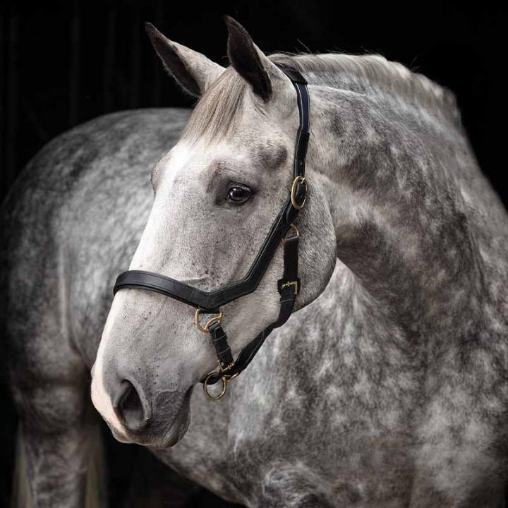 Kantar skórzany Rambo Micklem Czarny w grupie Sprzęt dla konia / Kantary / Kantary materiałowe i nylonowe przy Equinest (DHAL8DSv_r)