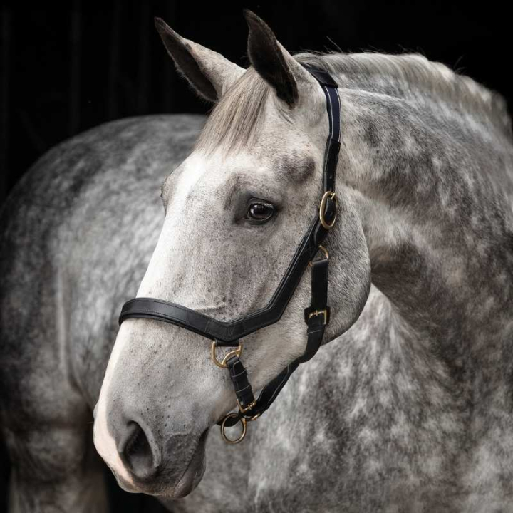 Kantar skórzany Rambo Micklem Czarny w grupie Sprzęt dla konia / Kantary / Kantary materiałowe i nylonowe przy Equinest (DHAL8DSv_r)