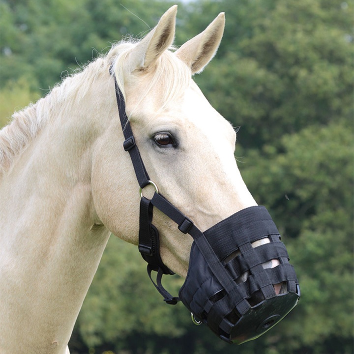 Kaganiec pastwiskowy Czarny w grupie Stajnia i padok / Padok i pastwisko przy Equinest (SH495N_S_r)