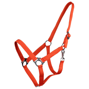 Odwłok Pomarańczowy