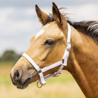 Kantar dla źrebiąt Adjustable Biały