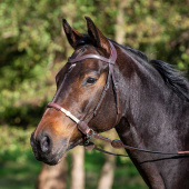 Ogłowie bezwędzidłowe LCC brązowe Ogłowie bezwędzidłowe LCC brązowe