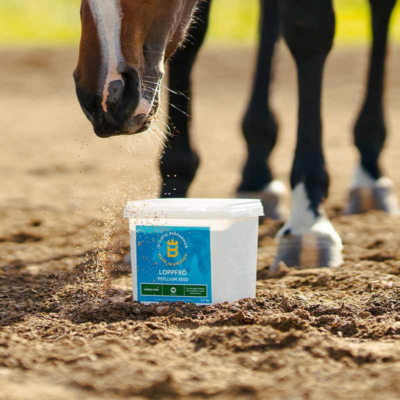 Nasiona psyllium 2,5kg