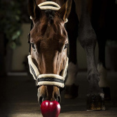 Ogłowie z owczej skóry Tom Czarny Ogłowie z owczej skóry Tom Czarny