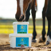 Nasiona psyllium 5kg Nasiona psyllium 5kg