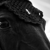 Nauszniki dla konia klasyczne czarne Nauszniki dla konia klasyczne czarne