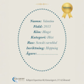 Konia na kiju Valentino Konia na kiju Valentino