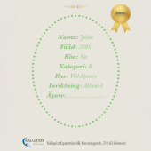 Konia na kiju Joline Konia na kiju Joline