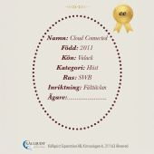 Konia na kiju CC Konia na kiju CC