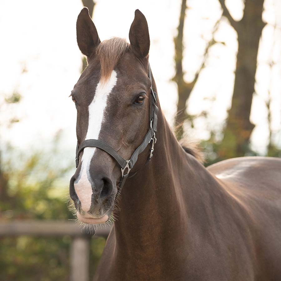 Ogłowie Slide Szare