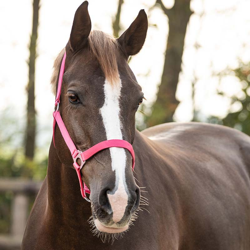 Ogłowie Slide Fuksjowe