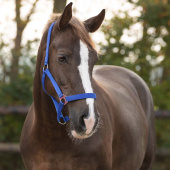 Ogłowie Slide Niebieskie Ogłowie Slide Niebieskie