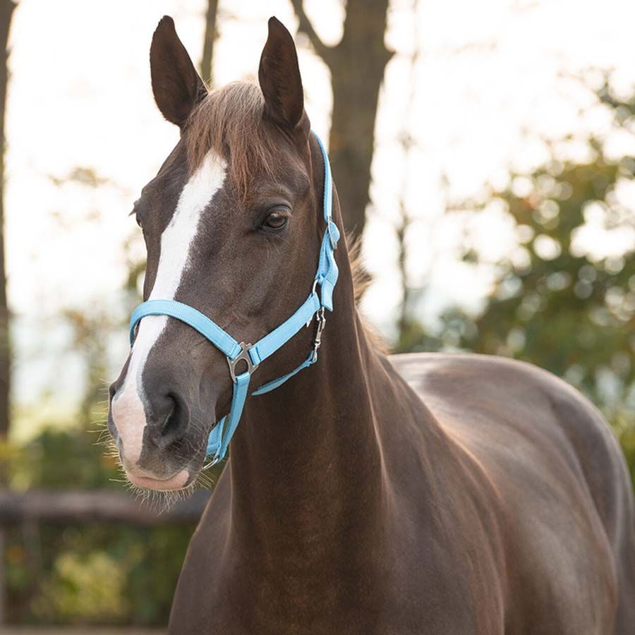 Odwłok Jasnoniebieski