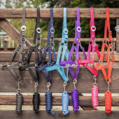 Odwłok Jasnoniebieski Odwłok Jasnoniebieski