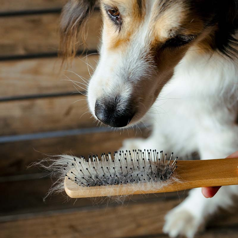 Szczotka do grzywy i ogona Metallpiggar Brązowa