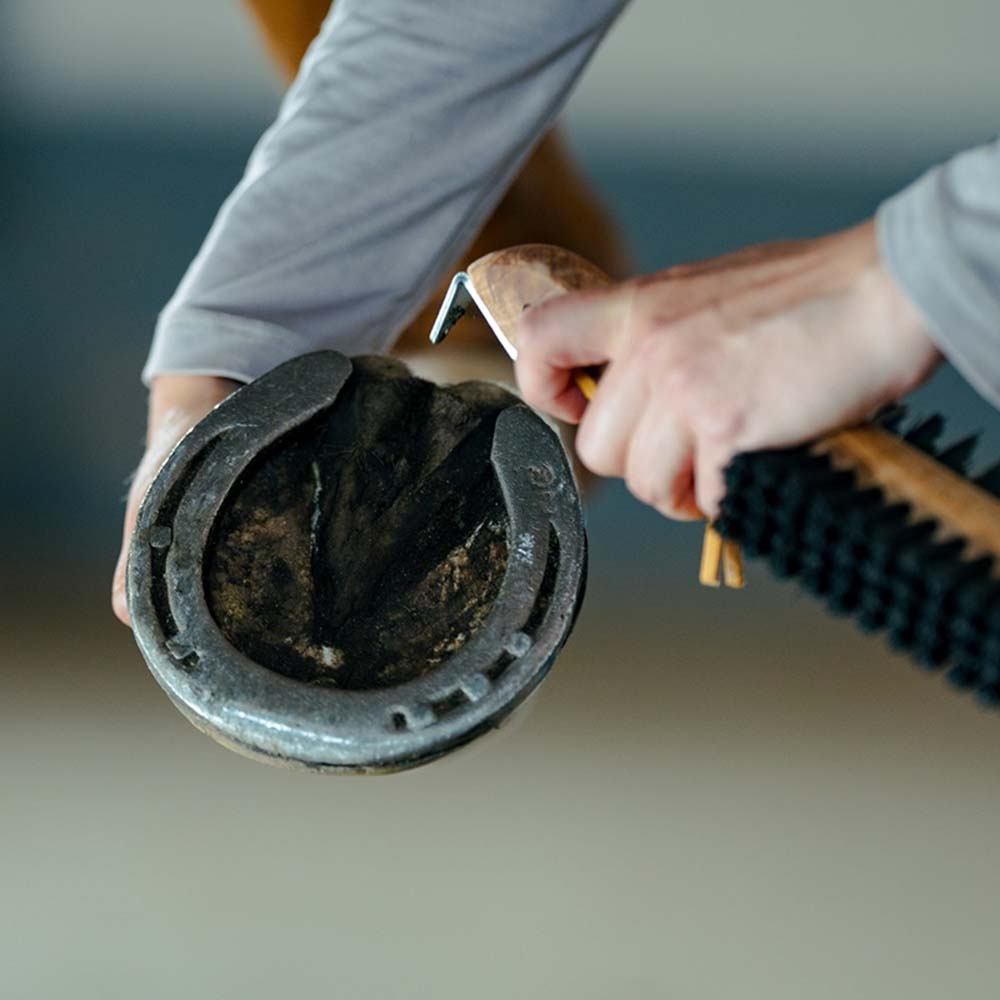 Szczotka do kopyt z wyciągaczem kopyt Dubbelsidig brązowa