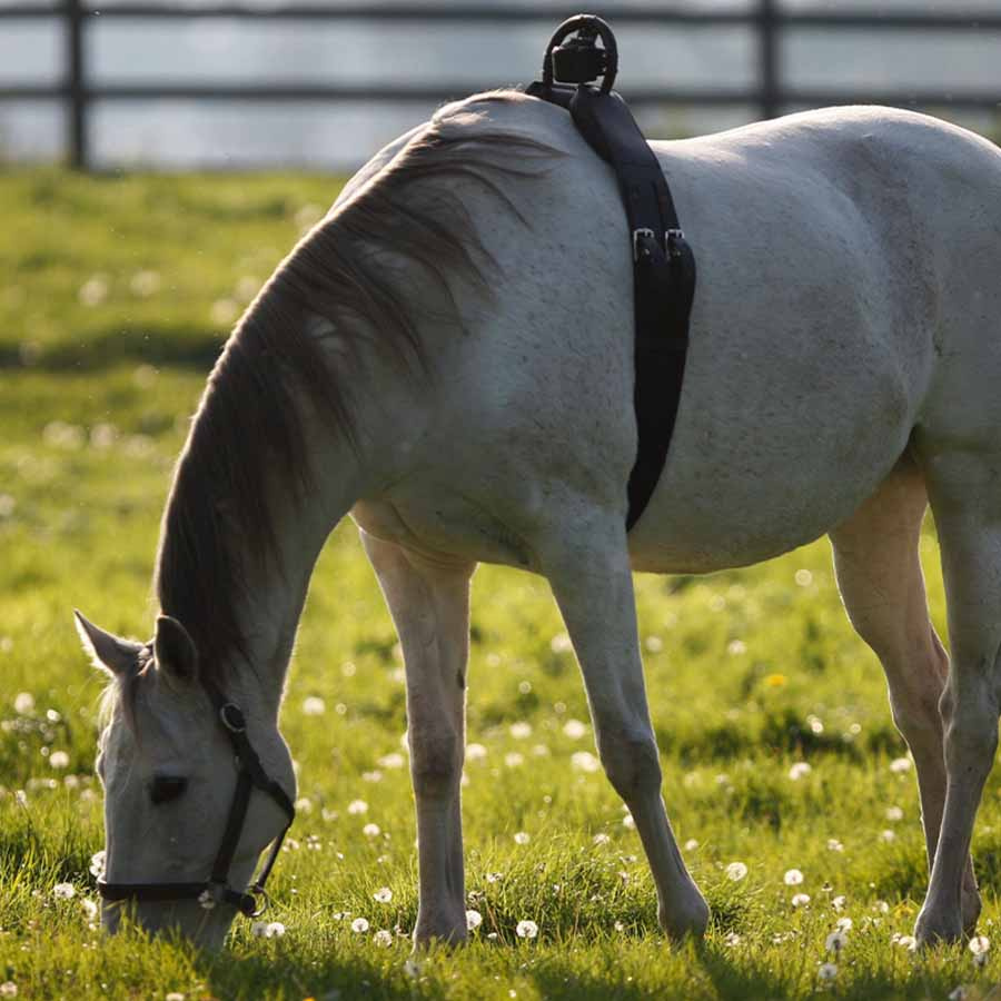 Alarm urodzin źrebiąt Foal Watch Premium