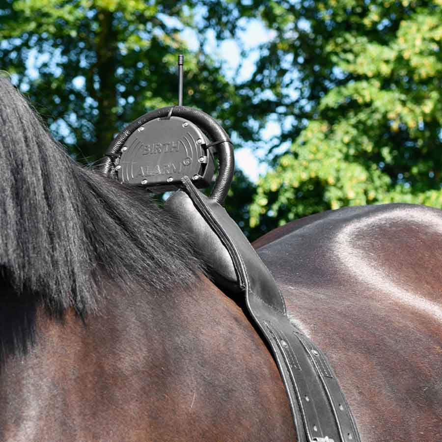 Alarm na narodziny źrebaków Mobile 2.0