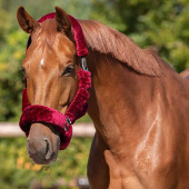 Uwiąż Alaska z futrem sztucznym bordowy Uwiąż Alaska z futrem sztucznym bordowy