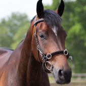 Kaweson Skórzany Brązowy Kaweson Skórzany Brązowy