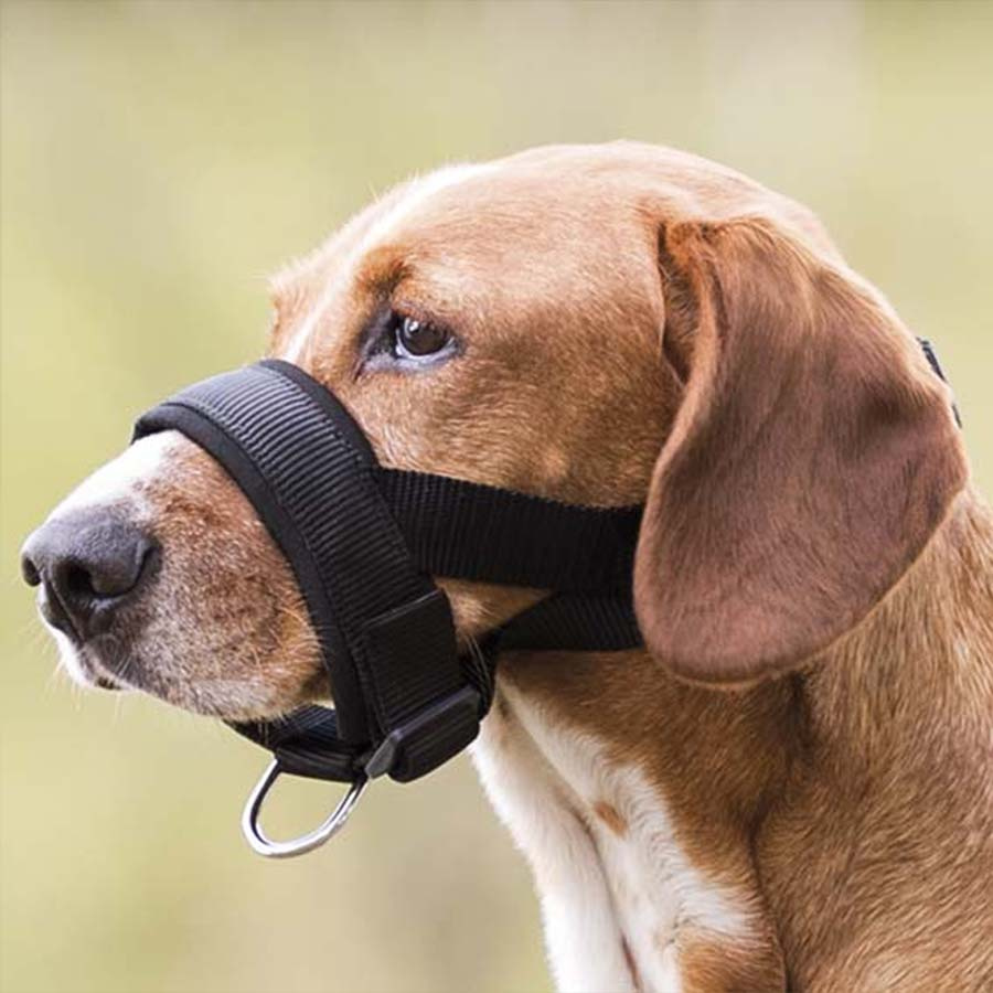 Kantar dla psa Czarny