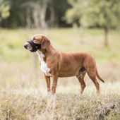 Nagłowie z Klamrami Czarne Nagłowie z Klamrami Czarne