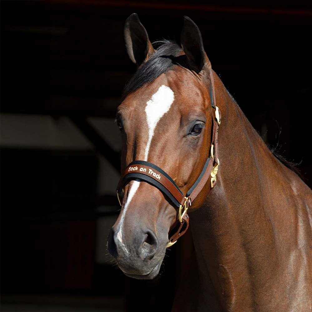 Kantar Werano Brązowy