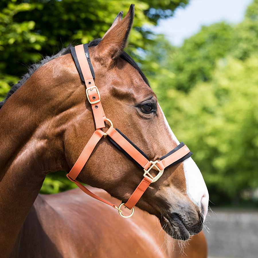 Kantar Werano Pomarańczowy