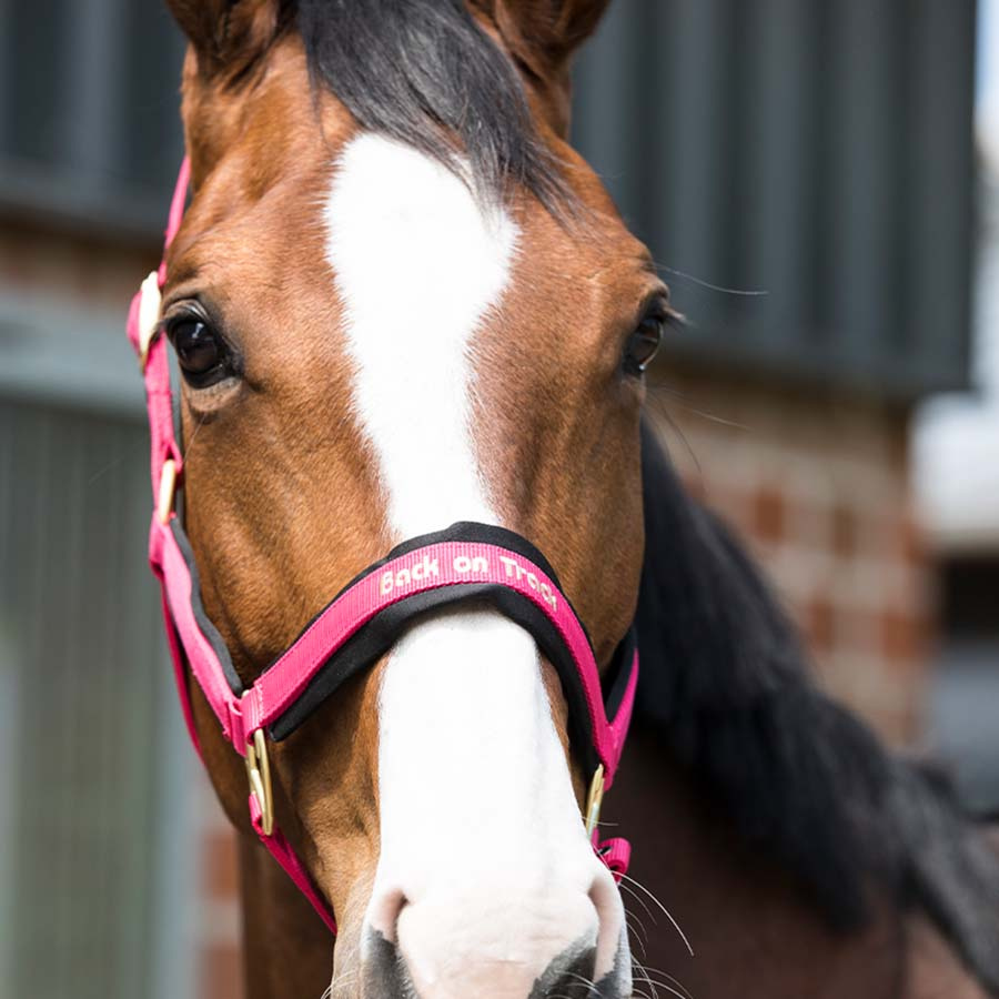 Kantar Werano Różowy