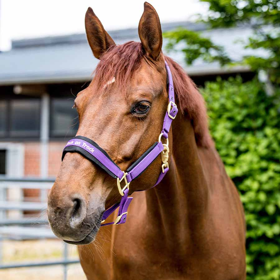 Kantar Werano Fioletowy