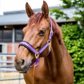 Kantar Werano Fioletowy Kantar Werano Fioletowy