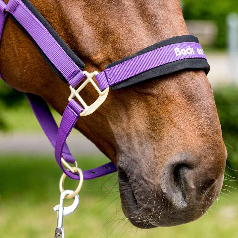 Kantar Werano Fioletowy