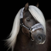 Kantar z futerkiem Czarno/Szary Kantar z futerkiem Czarno/Szary