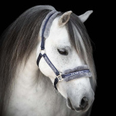 Kantar z Futerkiem Granatowy/Szary Kantar z Futerkiem Granatowy/Szary